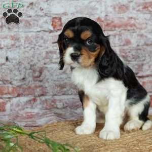 Heidi, Cavalier King Charles Spaniel Puppy